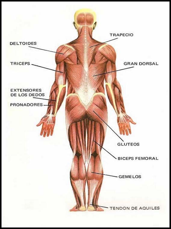 The Human Body to learn Spanish 26