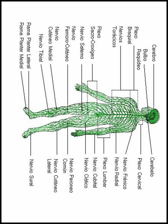 The Human Body to learn Spanish 27
