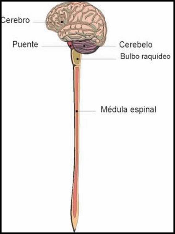 The Human Body to learn Spanish 29