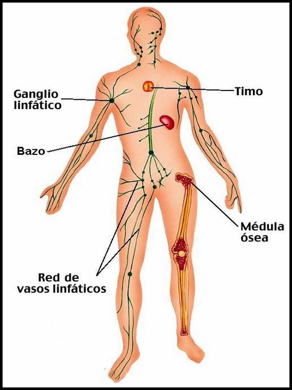 The Human Body to learn Spanish 36