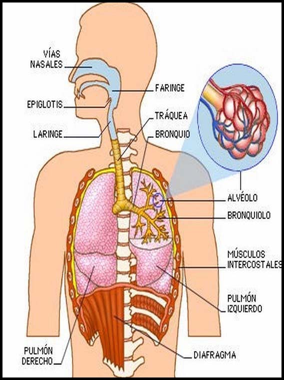 The Human Body to learn Spanish 5