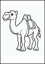 Camels - Animals2