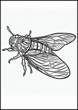 Cicadas - Animals5