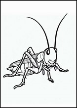 Crickets - Animals1