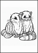 Ferrets - Animals3