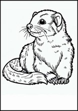 Ferrets - Animals4