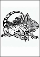 Iguanas - Animals1