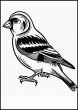 Goldfinches - Animals4