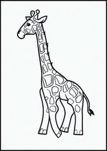 Giraffes - Animals1