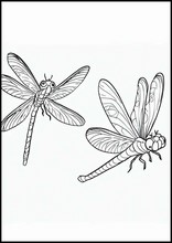 Dragonflies - Animals6
