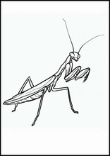 Praying Mantises - Animals5