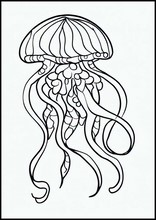 Jellyfish - Animals4
