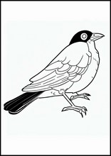 Blackbirds - Animals1