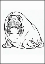 Walruses - Animals5