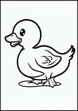 Ducks - Animals1