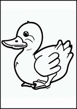 Ducks - Animals3