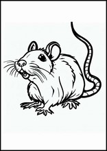 Rats - Animals1