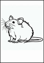 Rats - Animals4