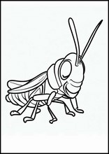 Grasshoppers - Animals2