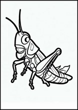Grasshoppers - Animals4