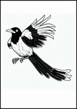 Magpies - Animals1