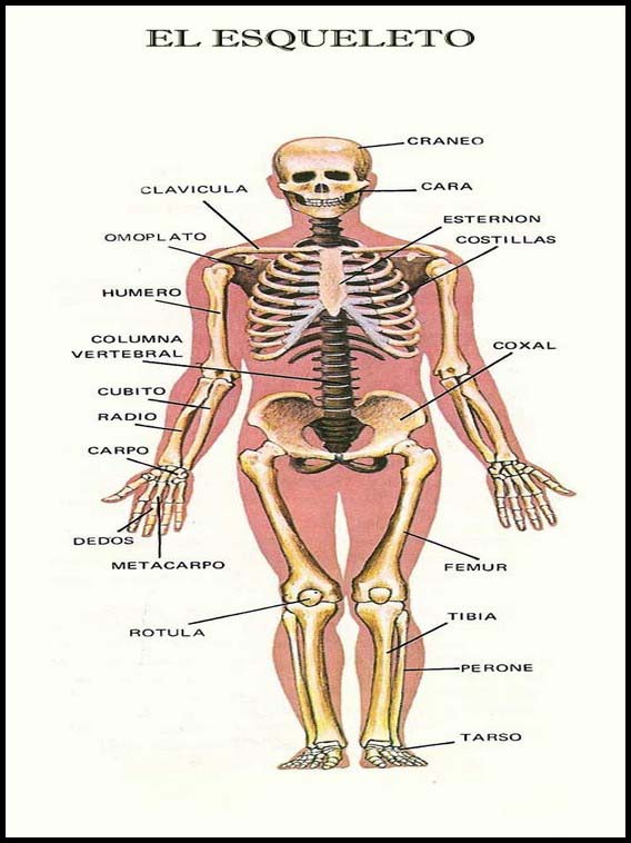 The Human Body to learn Spanish 19