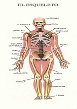 The Human Body to learn Spanish19