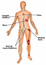 The Human Body to learn Spanish36